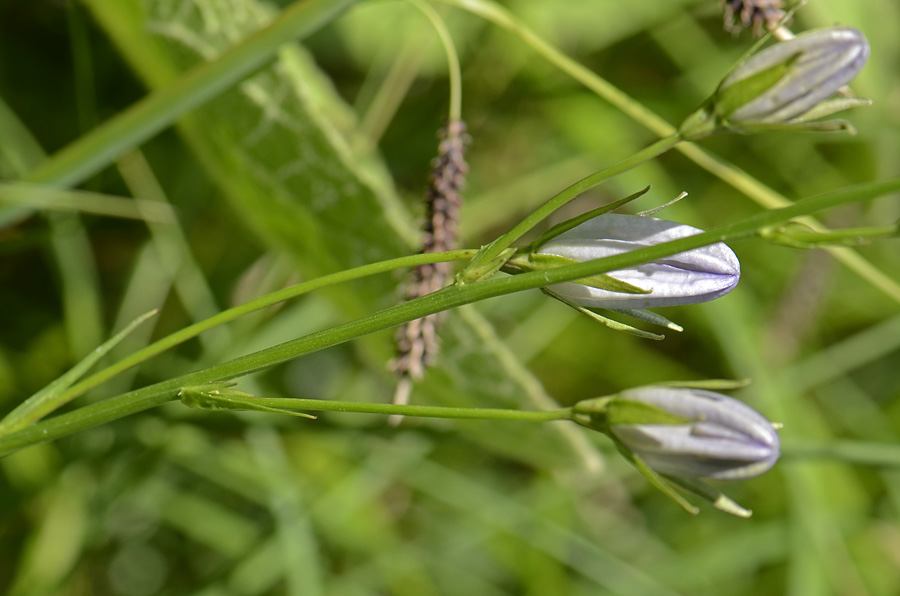 Campanula persicifolia / Campanula a foglie di pesco